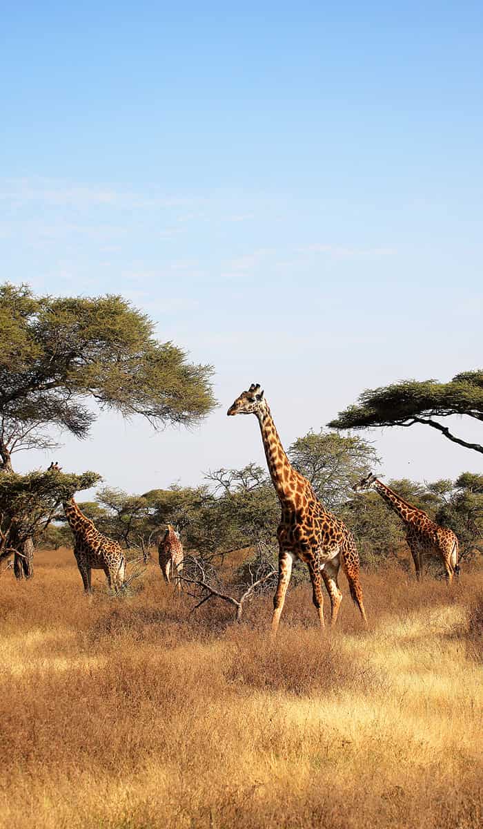 Piani dati eSIM per Tanzania