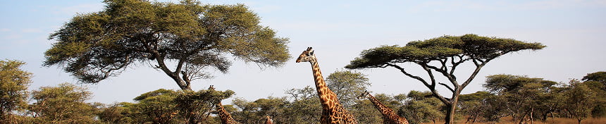 Piani dati eSIM per Tanzania